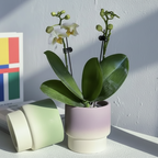 Organic minimalist handmade macaron flower pots